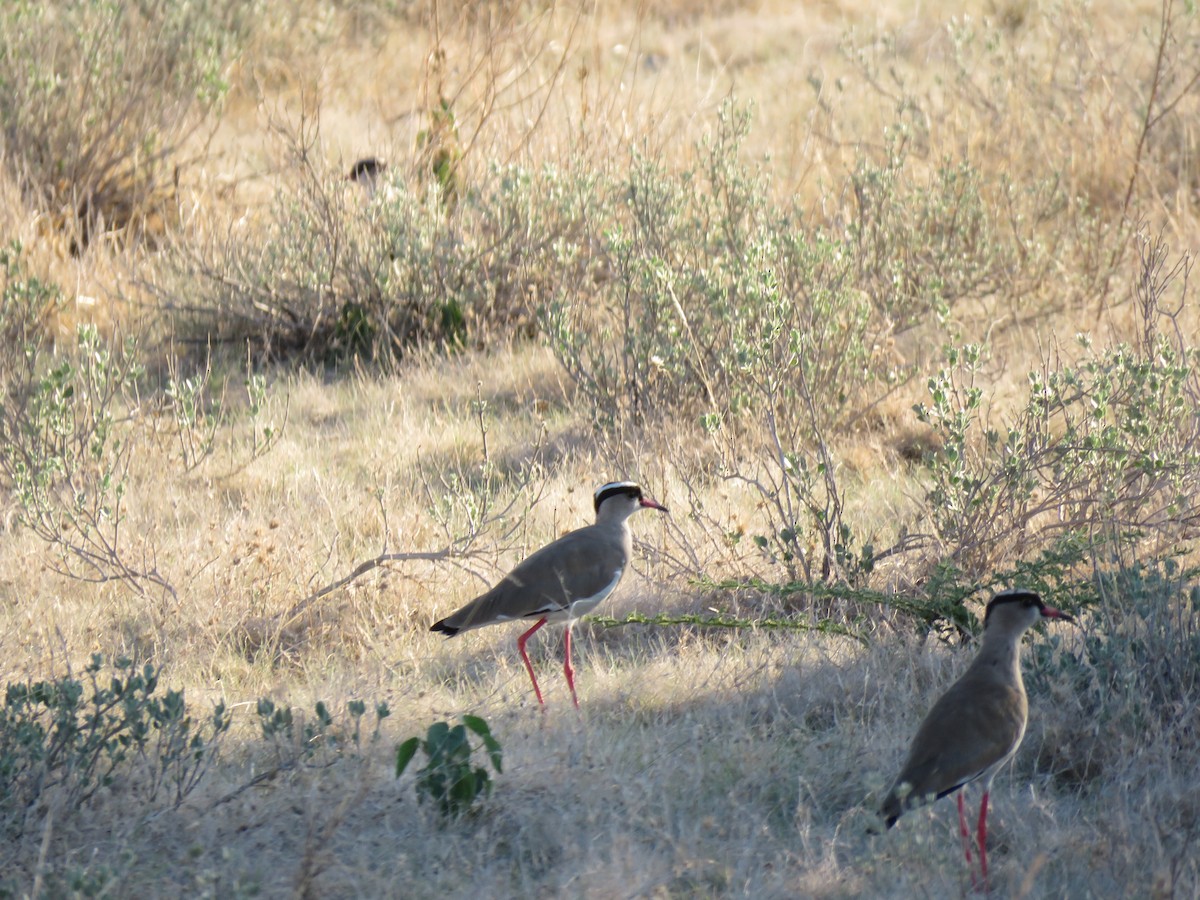 Crowned Lapwing - ML142001391