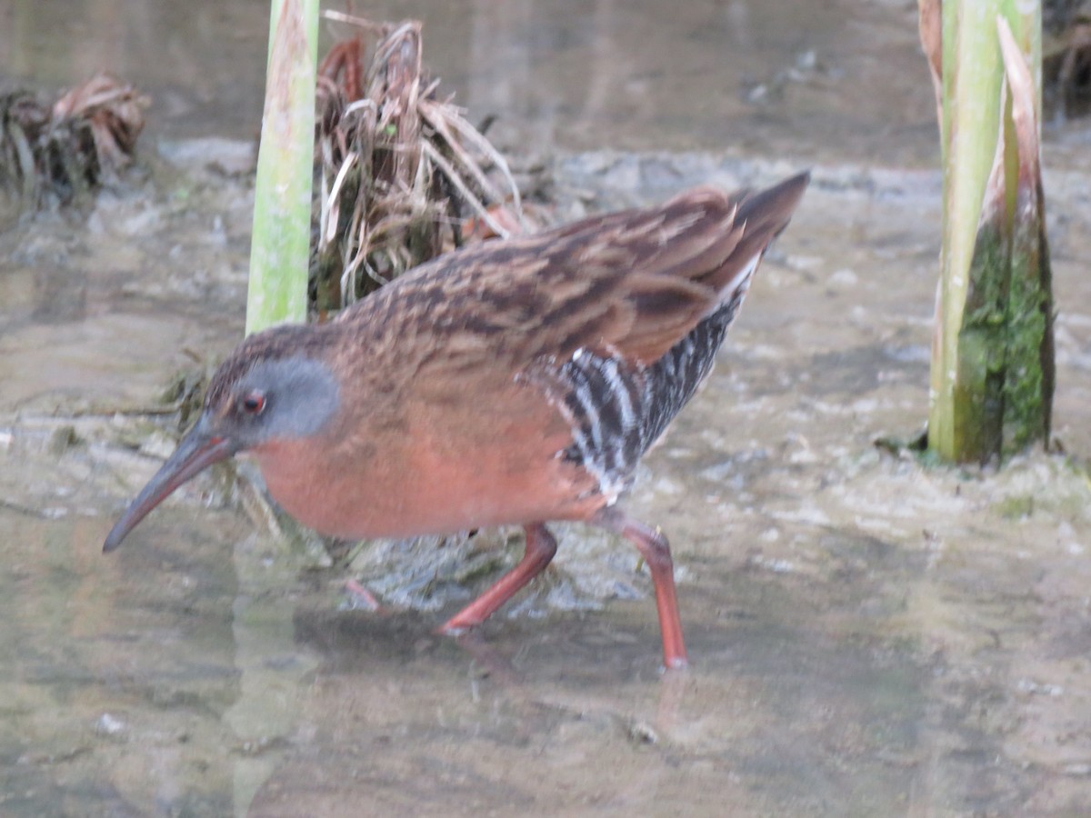 Virginia Rail - ML142001401