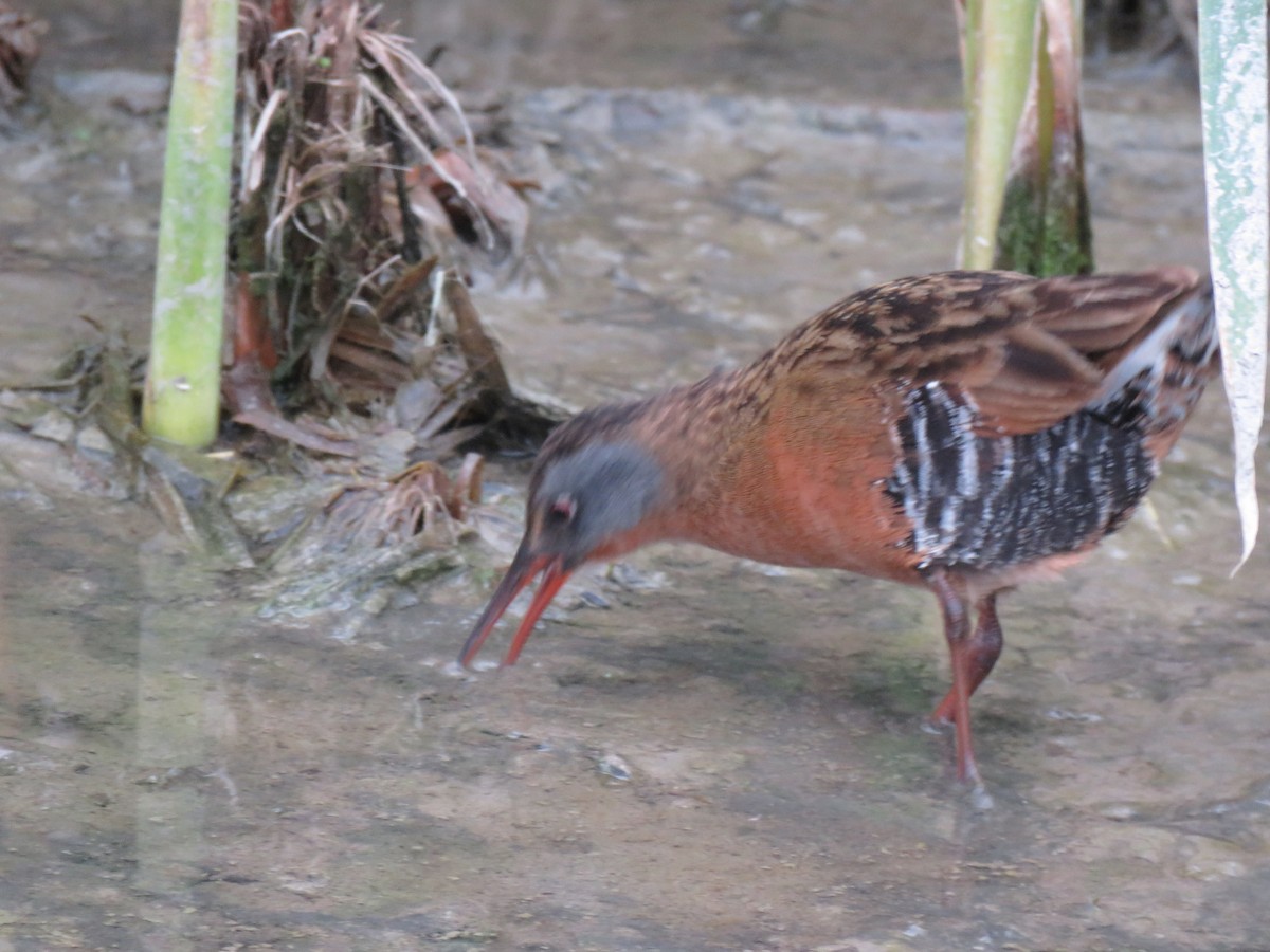 Virginia Rail - ML142001461