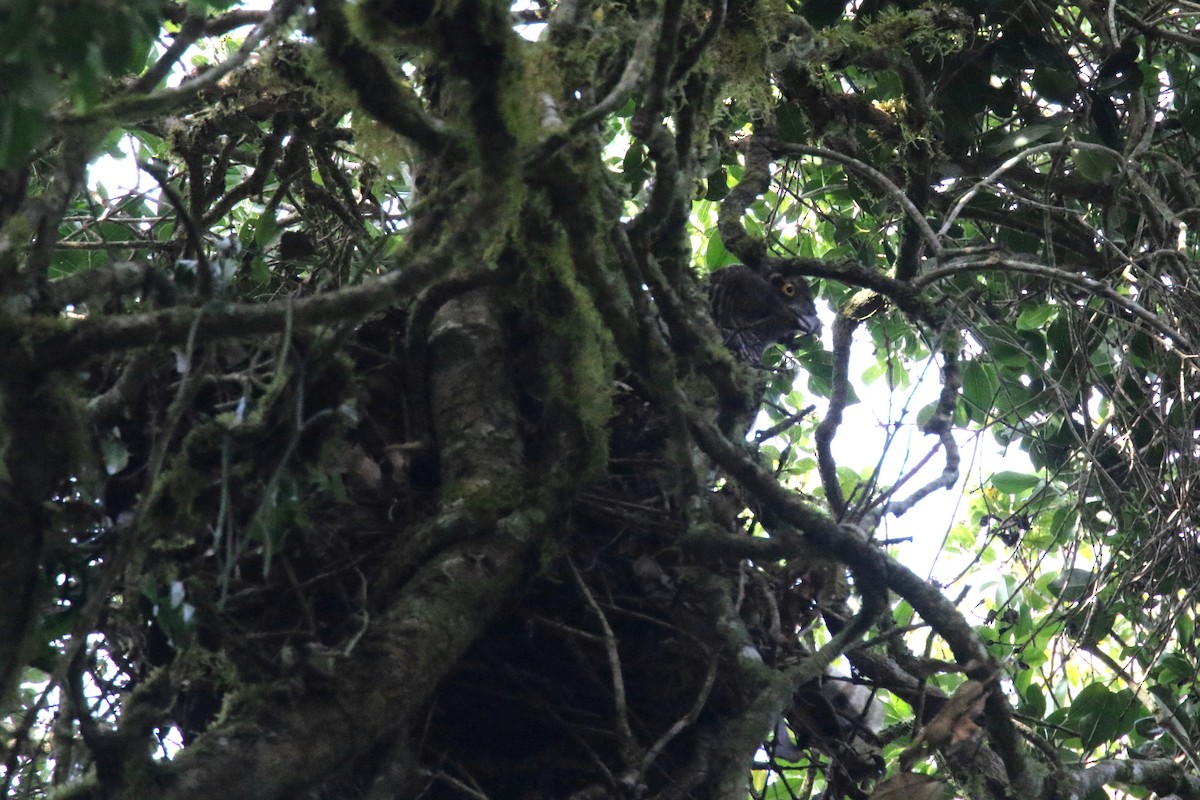 Madagascar Serpent-Eagle - ML142001661