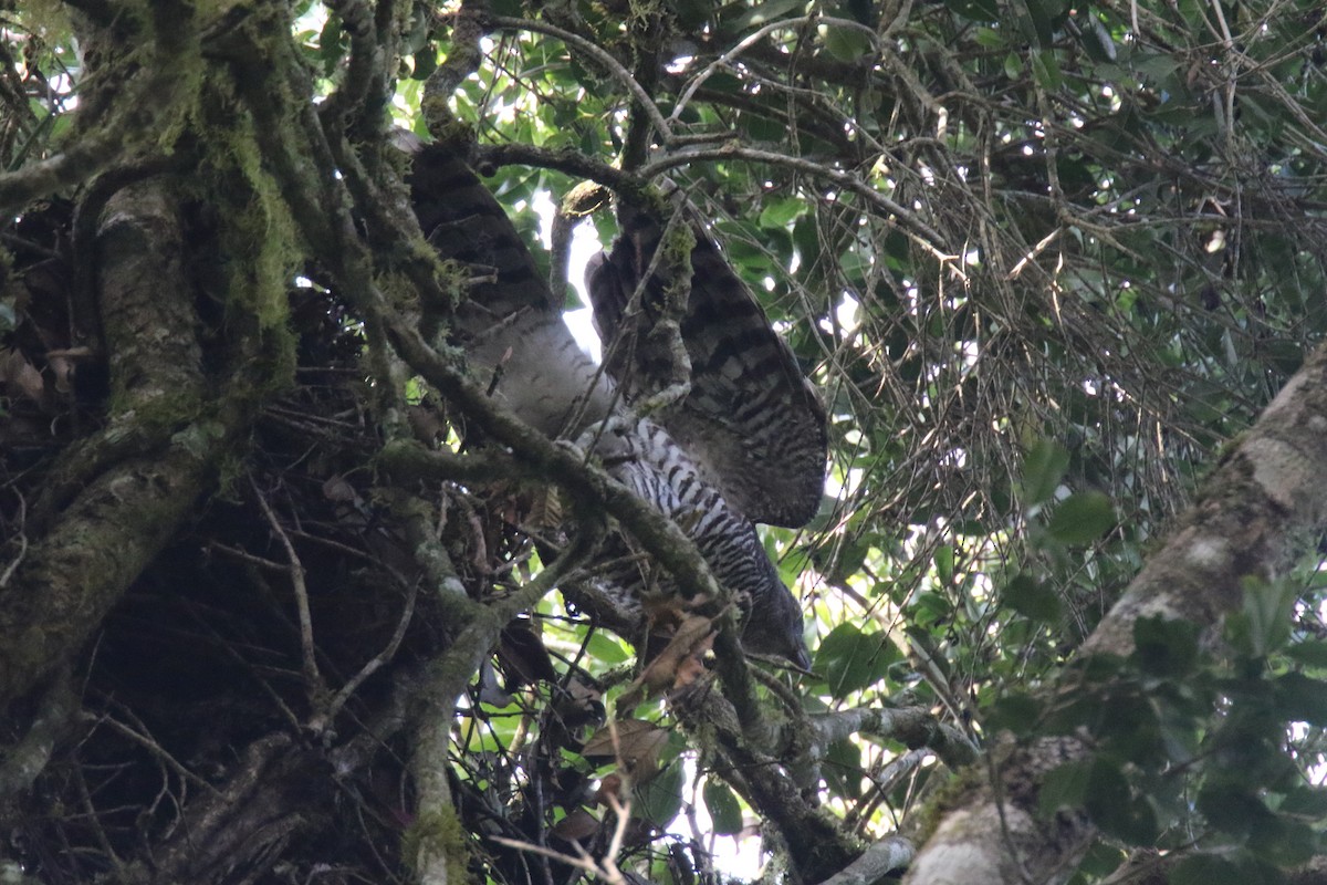 Madagascar Serpent-Eagle - ML142001691