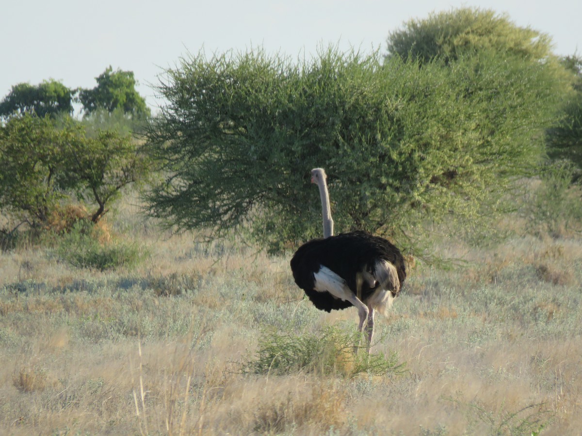 Common Ostrich - ML142001711