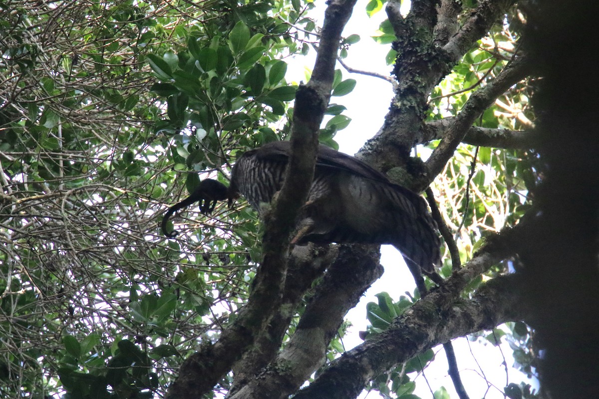 Madagascar Serpent-Eagle - ML142001761