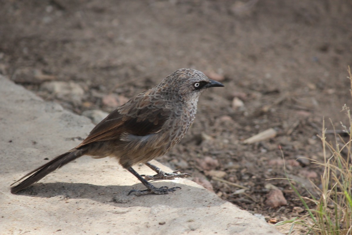 Black-lored Babbler - ML142002261