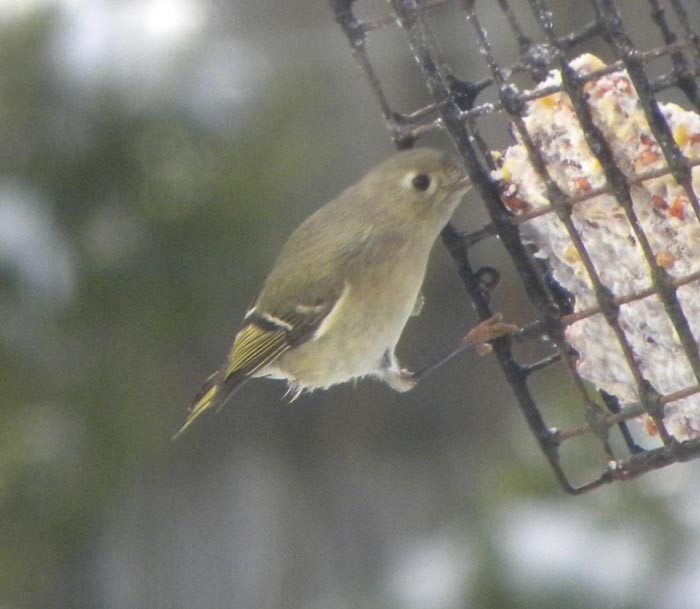 Ruby-crowned Kinglet - ML142002511