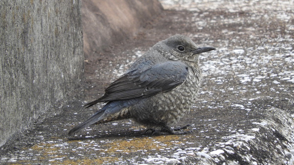 Blue Rock-Thrush - ML142002651