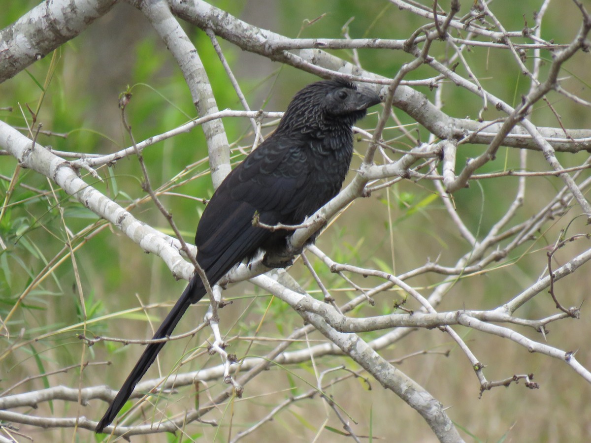 Groove-billed Ani - ML142002751