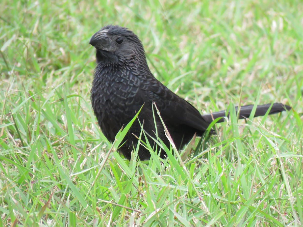 Groove-billed Ani - ML142002821