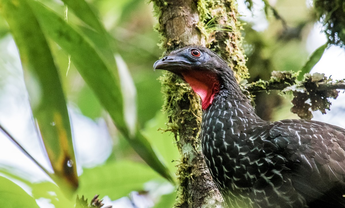 Cauca Guan - ML142003111