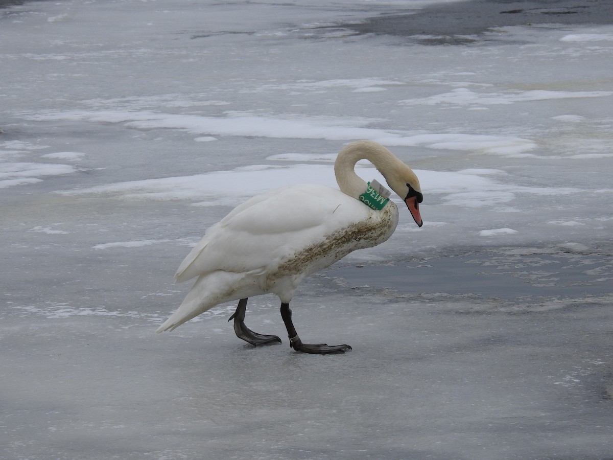 Mute Swan - David Whitehouse