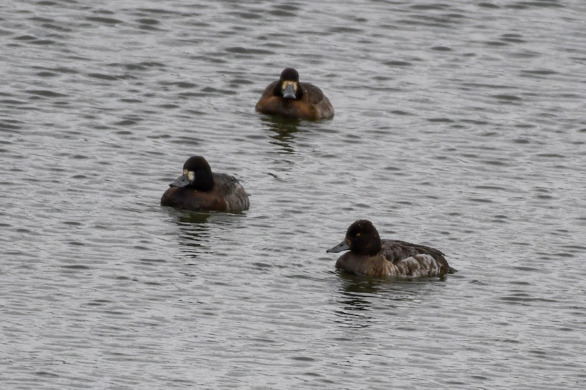 Lesser Scaup - ML142004491