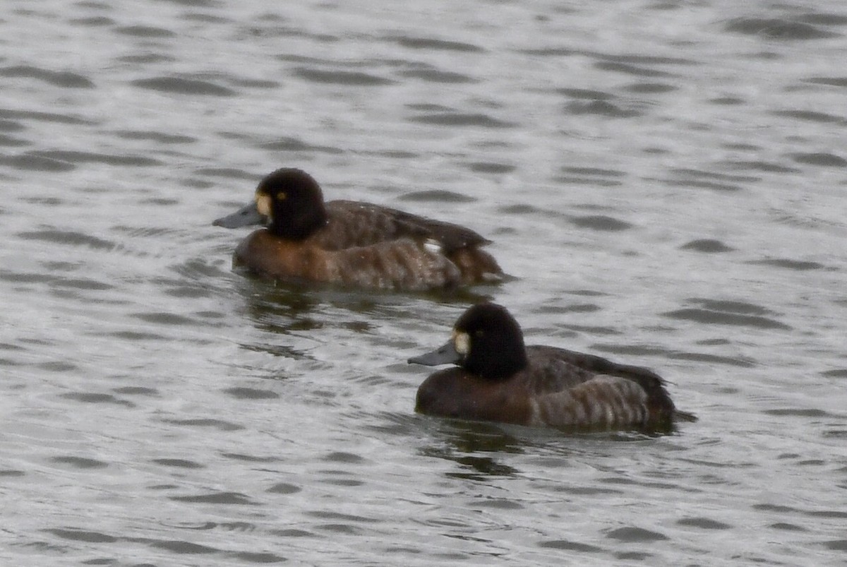 Lesser Scaup - ML142004521