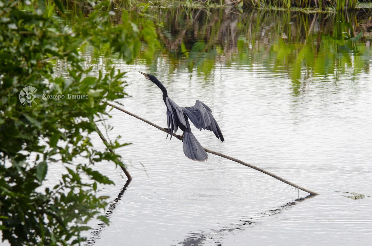 Anhinga Americana - ML142004681