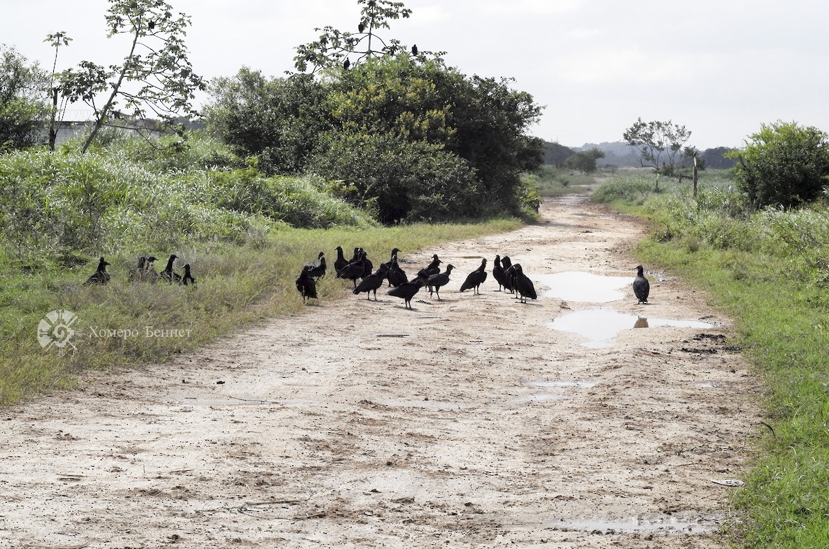 Black Vulture - ML142004801