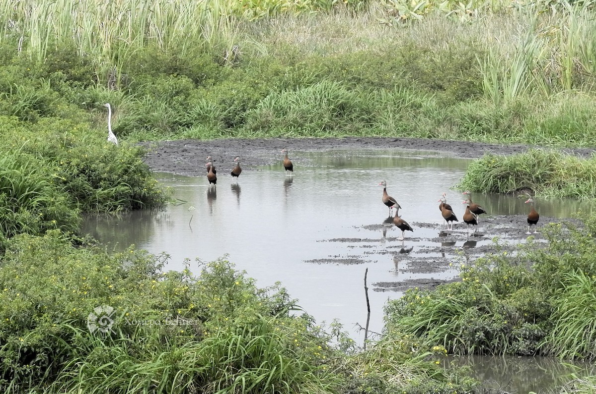 Black-bellied Whistling-Duck - ML142004891