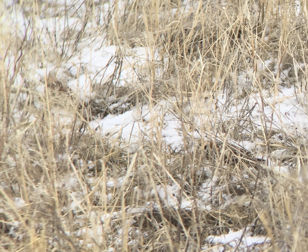 Lapland Longspur - ML142005341