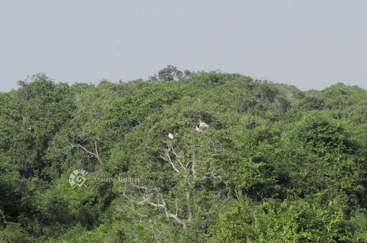 Roseate Spoonbill - ML142005571