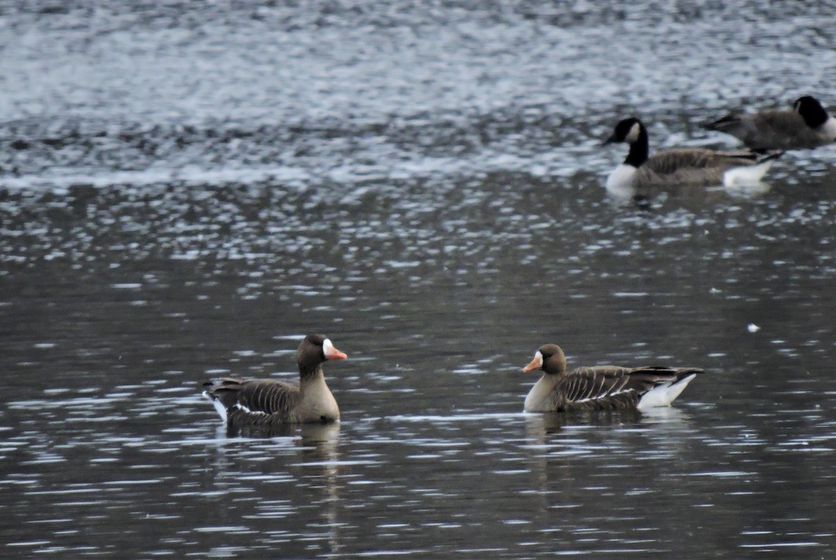 Greater White-fronted Goose - ML142006171