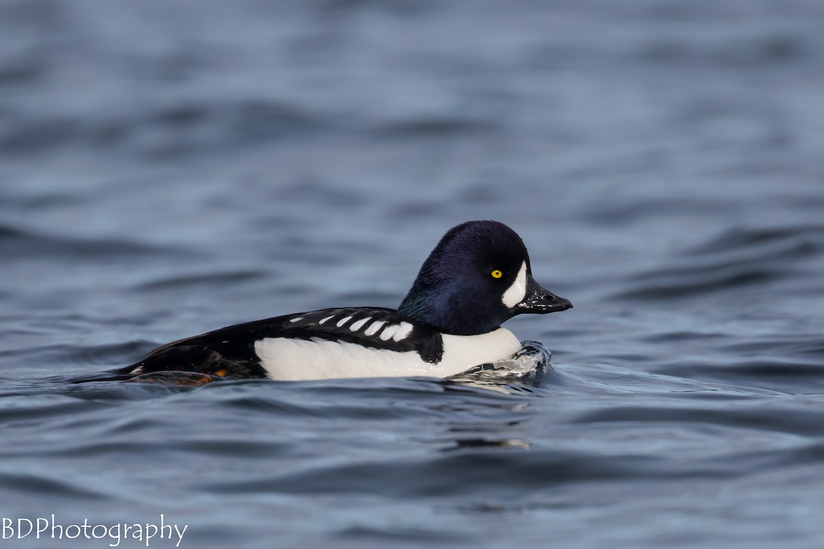 Barrow's Goldeneye - Blair Dudeck