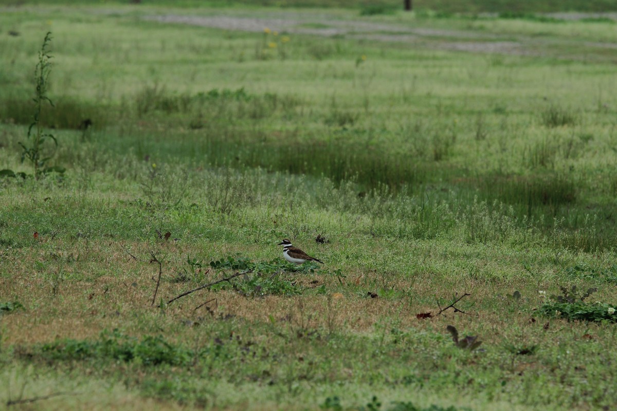 Killdeer - ML142006301