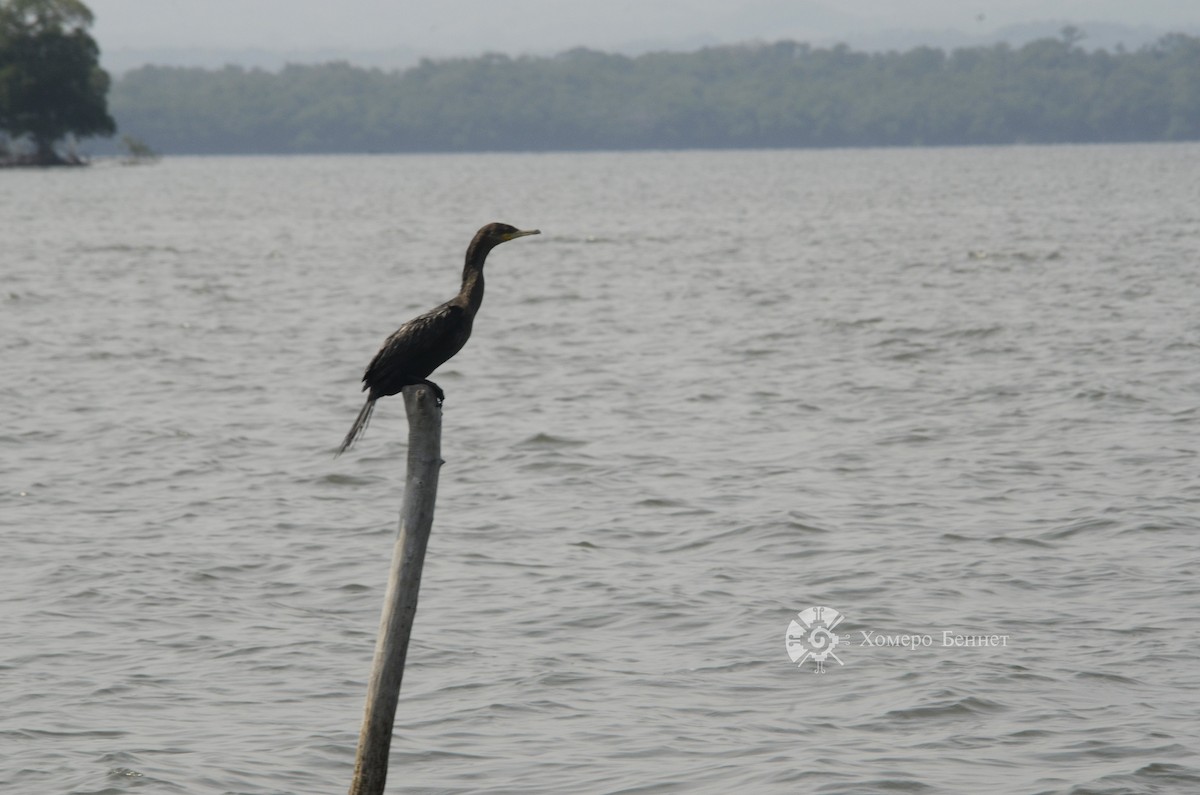 Cormorán Biguá - ML142006371