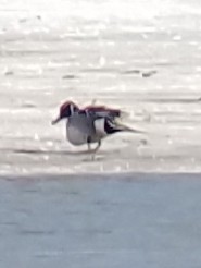 Northern Pintail - ML142007021