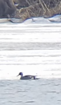 Northern Pintail - ML142007041