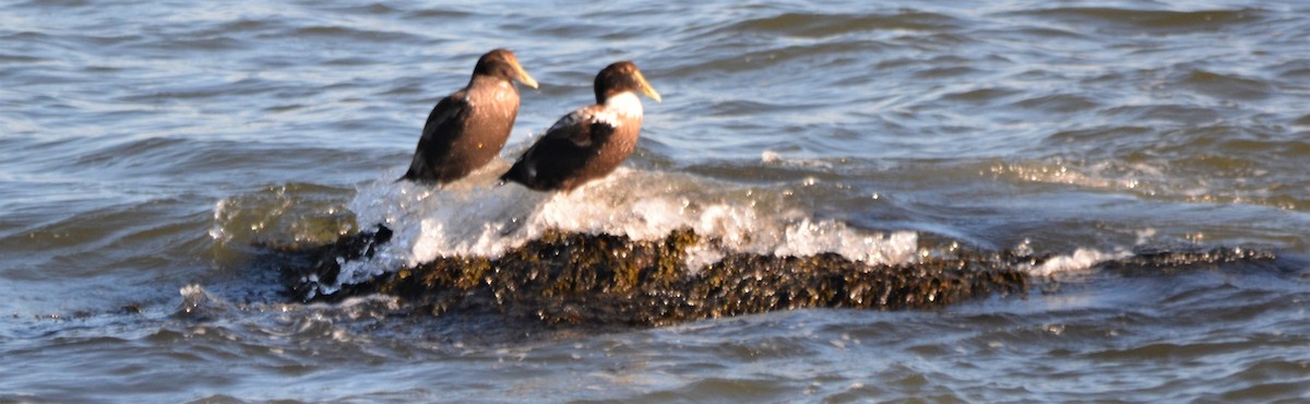 Common Eider - ML142007381