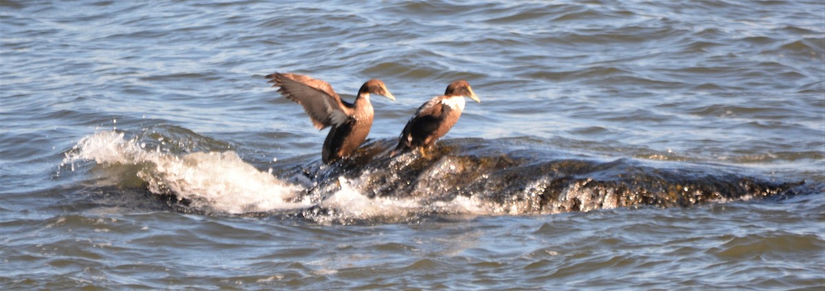 Common Eider - ML142007391