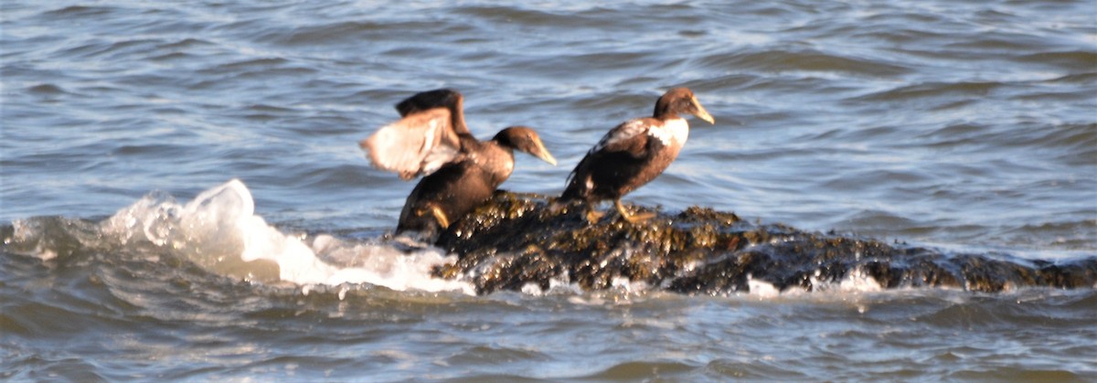 Common Eider - Micky Komara