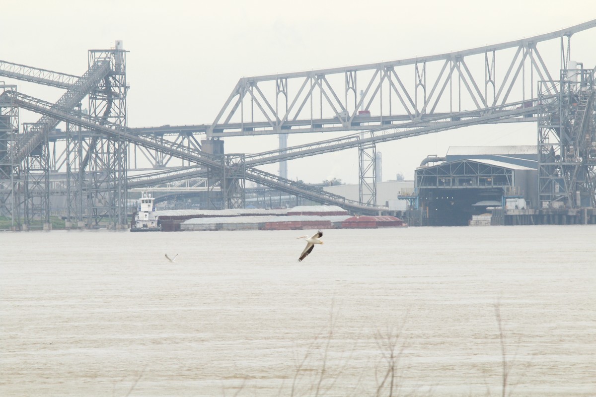 American White Pelican - ML142007601