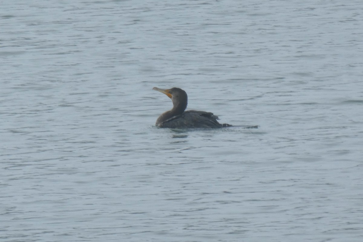 Double-crested Cormorant - Judy  Cagle