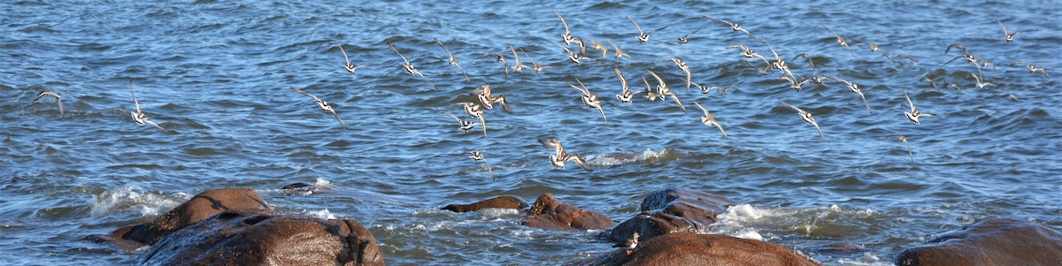 Ruddy Turnstone - Micky Komara