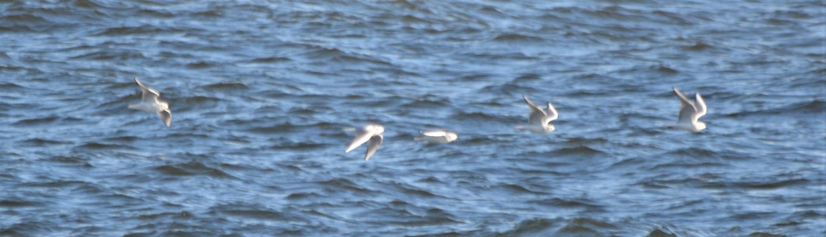 Bonaparte's Gull - Micky Komara