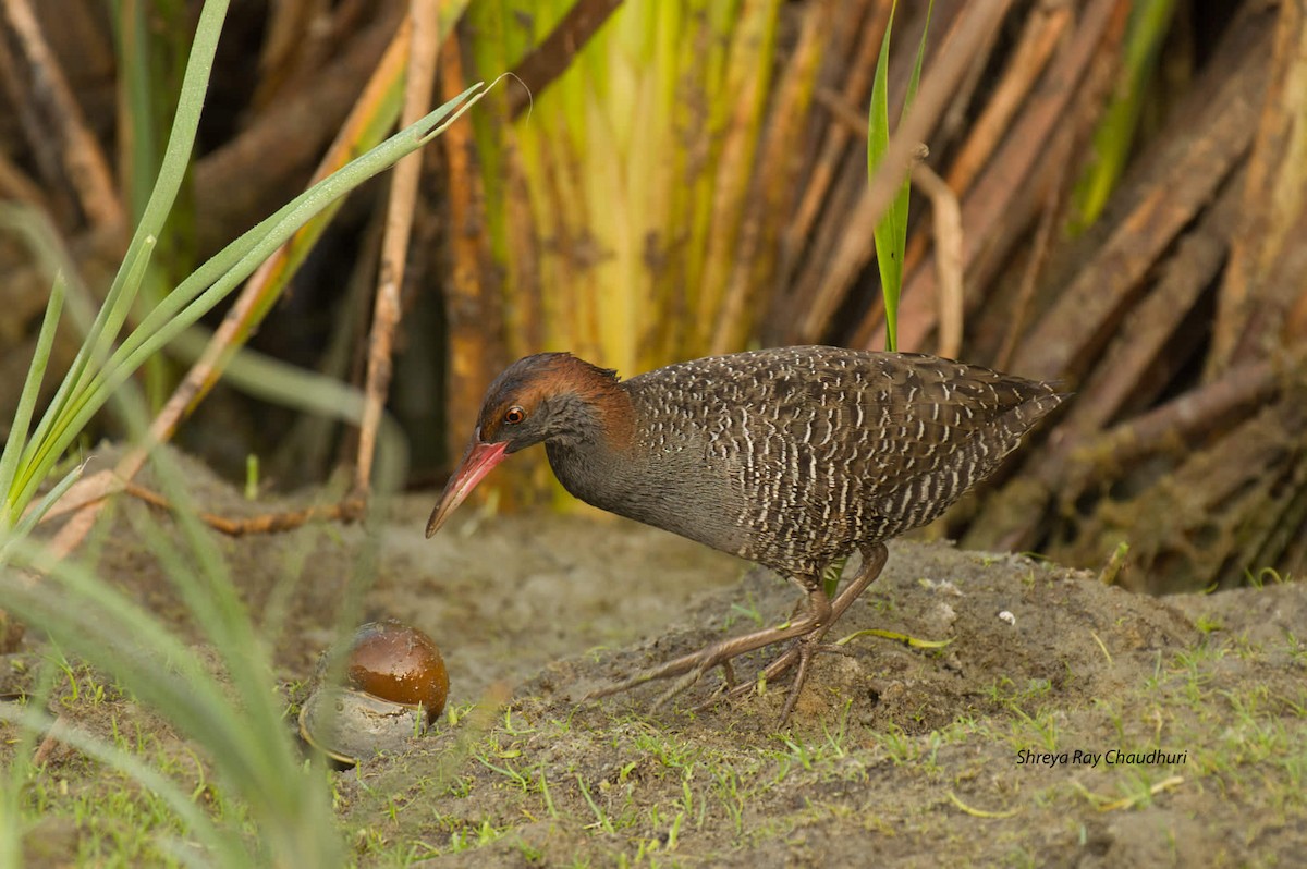 Slaty-breasted Rail - Biswanath Mondal