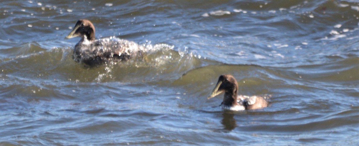 Common Eider - Micky Komara