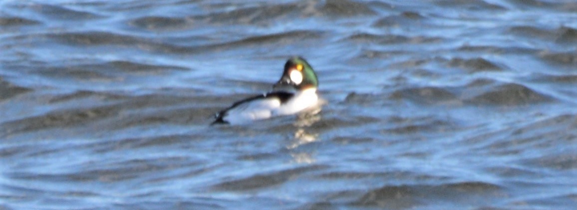 Common Goldeneye - ML142008181