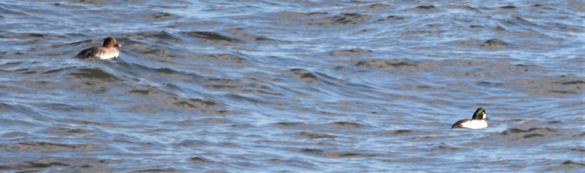 Common Goldeneye - ML142008201