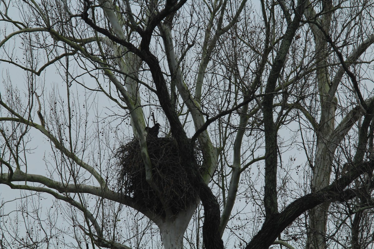 Itsas arrano buruzuria - ML142008241