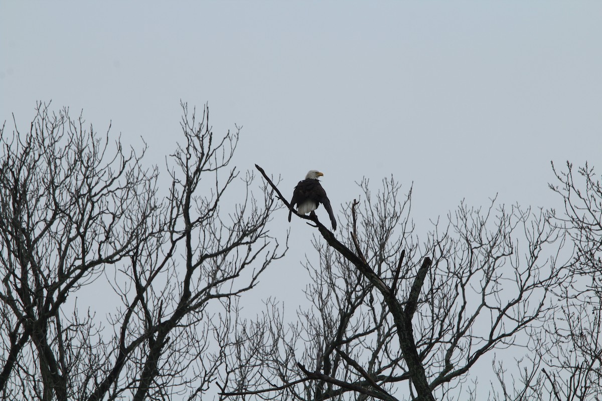 Bald Eagle - ML142008301