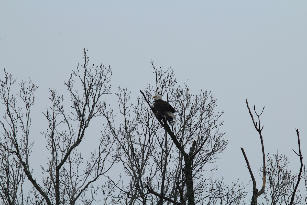 Bald Eagle - ML142008361