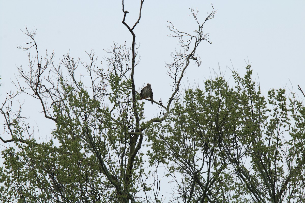 Rotschwanzbussard - ML142008521