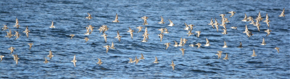 Ruddy Turnstone - Micky Komara