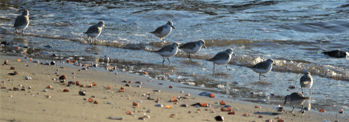 Sanderling - ML142009201