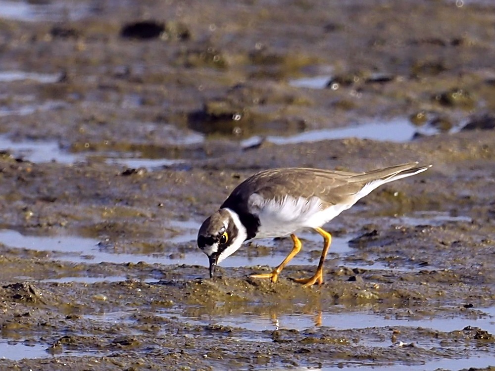 Little Ringed Plover - Len and Chris Ezzy