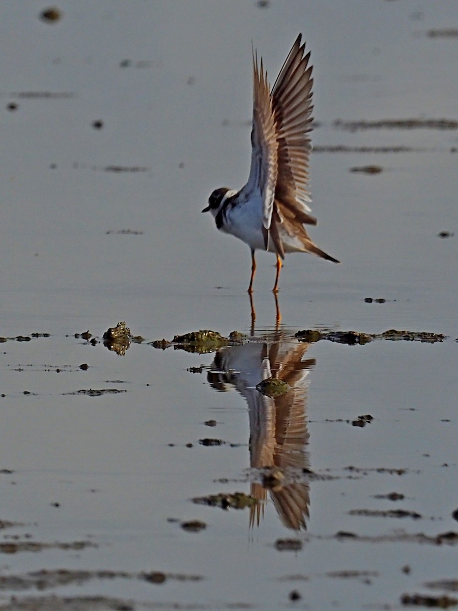 Little Ringed Plover - ML142009681