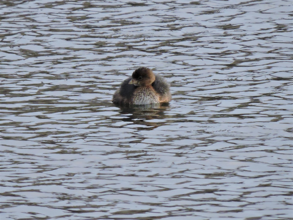 Pied-billed Grebe - ML142010211