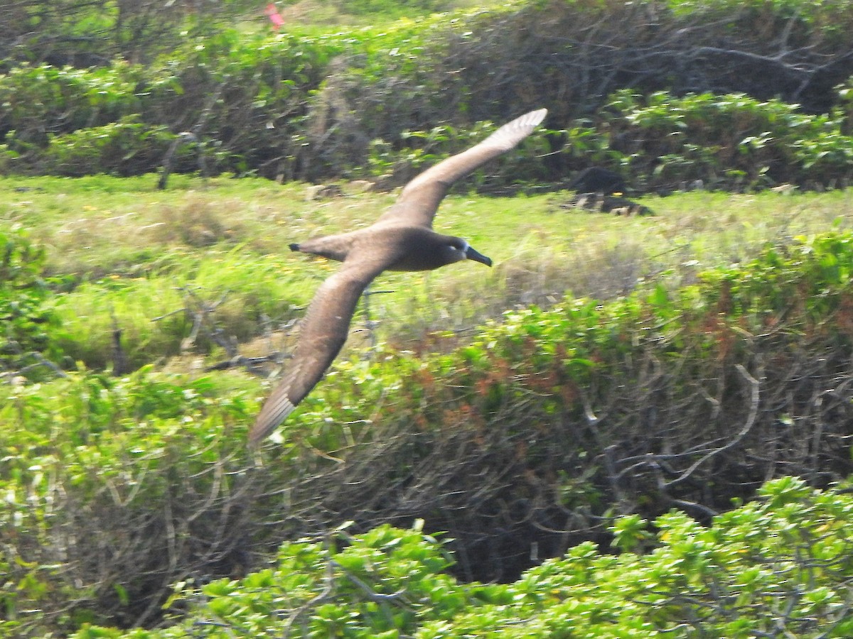 Albatros à pieds noirs - ML142011251