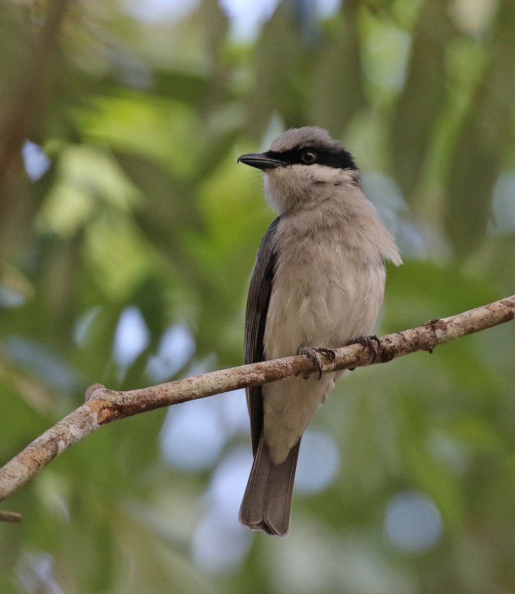 Large Woodshrike - ML142011291