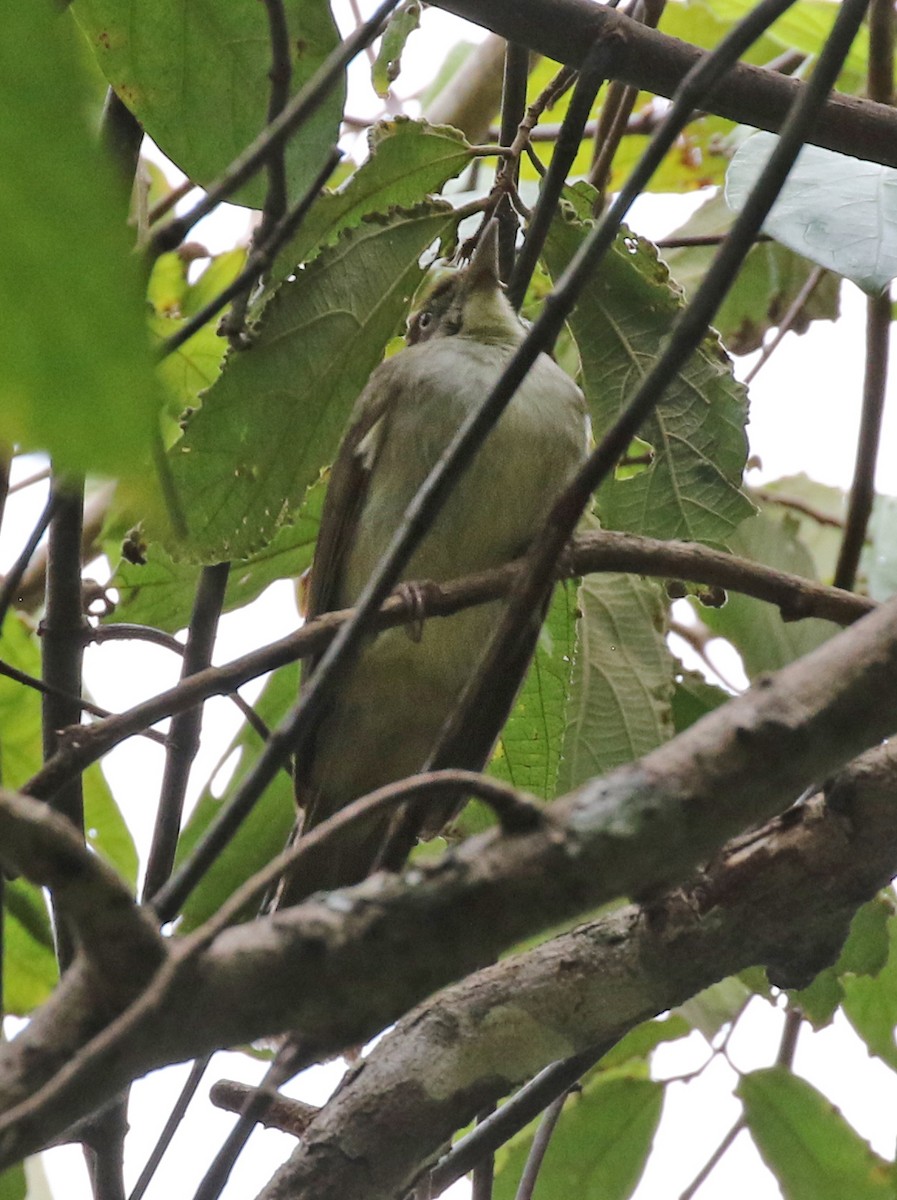 Bulbul Oliváceo - ML142011301